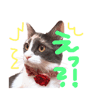 もふもふねこのもふちゃん（個別スタンプ：9）