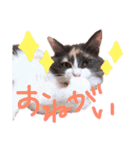 もふもふねこのもふちゃん（個別スタンプ：10）