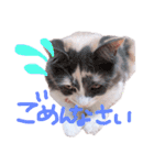 もふもふねこのもふちゃん（個別スタンプ：11）