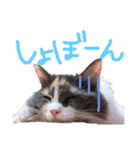 もふもふねこのもふちゃん（個別スタンプ：12）