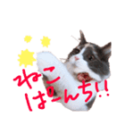 もふもふねこのもふちゃん（個別スタンプ：13）