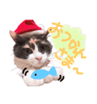 もふもふねこのもふちゃん（個別スタンプ：14）