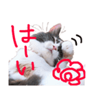 もふもふねこのもふちゃん（個別スタンプ：15）