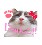 もふもふねこのもふちゃん（個別スタンプ：16）