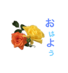 日常のあいさつ(バラ)（個別スタンプ：3）