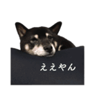 黒柴まみれ（個別スタンプ：18）