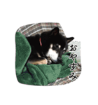 黒柴まみれ（個別スタンプ：37）