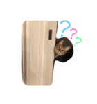 黒ラブとキジトラ（個別スタンプ：1）