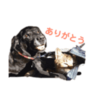 黒ラブとキジトラ（個別スタンプ：3）