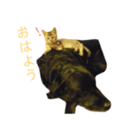黒ラブとキジトラ（個別スタンプ：7）