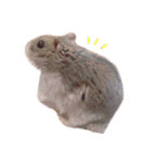 ちびちゃん(男の子)（個別スタンプ：1）