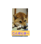 シバココ日和2（個別スタンプ：4）