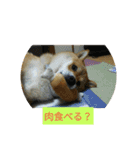 シバココ日和2（個別スタンプ：5）
