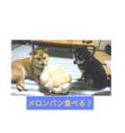 シバココ日和2（個別スタンプ：6）