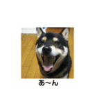 シバココ日和2（個別スタンプ：8）