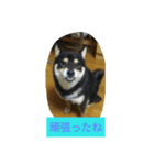 シバココ日和2（個別スタンプ：15）