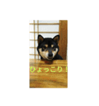 シバココ日和2（個別スタンプ：17）
