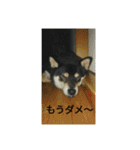 シバココ日和2（個別スタンプ：19）