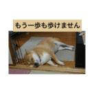 シバココ日和2（個別スタンプ：21）