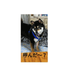 シバココ日和2（個別スタンプ：22）