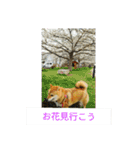 シバココ日和2（個別スタンプ：23）