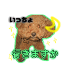 ロイちゃんの日常（個別スタンプ：7）