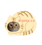 にゃんころ仲間（個別スタンプ：1）