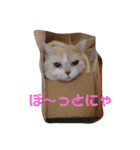 にゃんころ仲間（個別スタンプ：3）