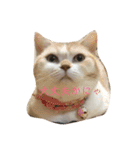 にゃんころ仲間（個別スタンプ：5）
