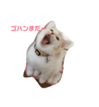 にゃんころ仲間（個別スタンプ：7）