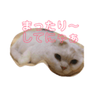 にゃんころ仲間（個別スタンプ：9）