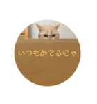 にゃんころ仲間（個別スタンプ：10）