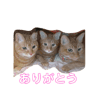 にゃんころ仲間（個別スタンプ：11）