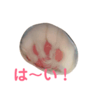 にゃんころ仲間（個別スタンプ：16）