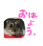 ハムすたンプ その①（個別スタンプ：1）