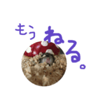 ハムすたンプ その①（個別スタンプ：12）