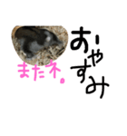 ハムすたンプ その①（個別スタンプ：13）