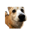 柴犬プルのスタンプ（個別スタンプ：1）