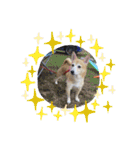 柴犬プルのスタンプ（個別スタンプ：2）