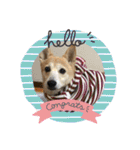 柴犬プルのスタンプ（個別スタンプ：3）