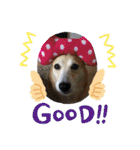 柴犬プルのスタンプ（個別スタンプ：4）
