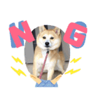 柴犬プルのスタンプ（個別スタンプ：5）