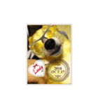 柴犬プルのスタンプ（個別スタンプ：6）