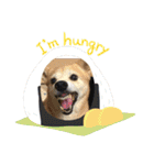 柴犬プルのスタンプ（個別スタンプ：7）