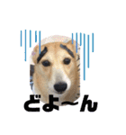 柴犬プルのスタンプ（個別スタンプ：8）