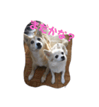 柴犬プルのスタンプ（個別スタンプ：9）