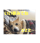柴犬プルのスタンプ（個別スタンプ：10）
