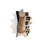 柴犬プルのスタンプ（個別スタンプ：11）