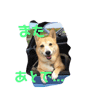 柴犬プルのスタンプ（個別スタンプ：12）