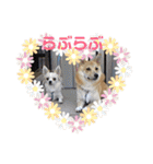 柴犬プルのスタンプ（個別スタンプ：13）